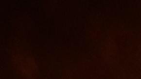 Los dueños de la casa rescataban animales.