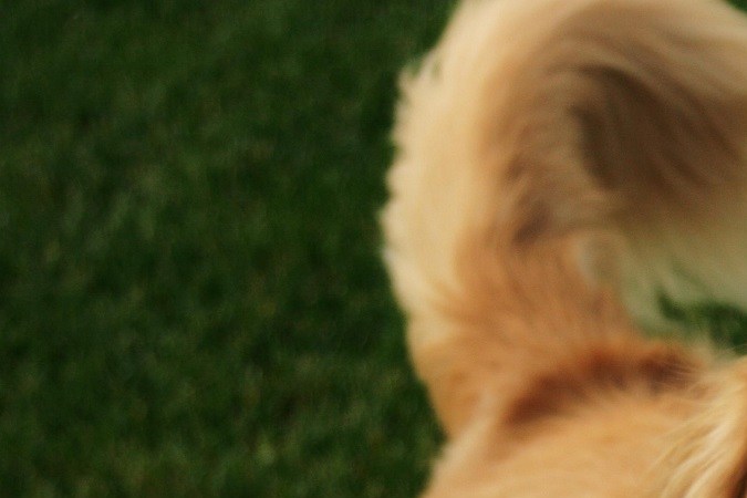 Cuando un perro mueve la cola no siempre significa que está feliz