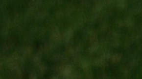 Cuando un perro mueve la cola no siempre significa que está feliz