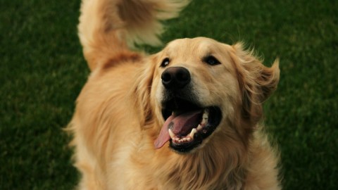 Cuando un perro mueve la cola no siempre significa que está feliz