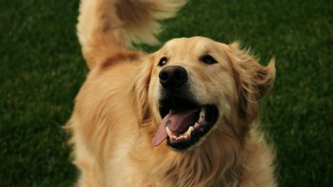 Cuando un perro mueve la cola no siempre significa que está feliz