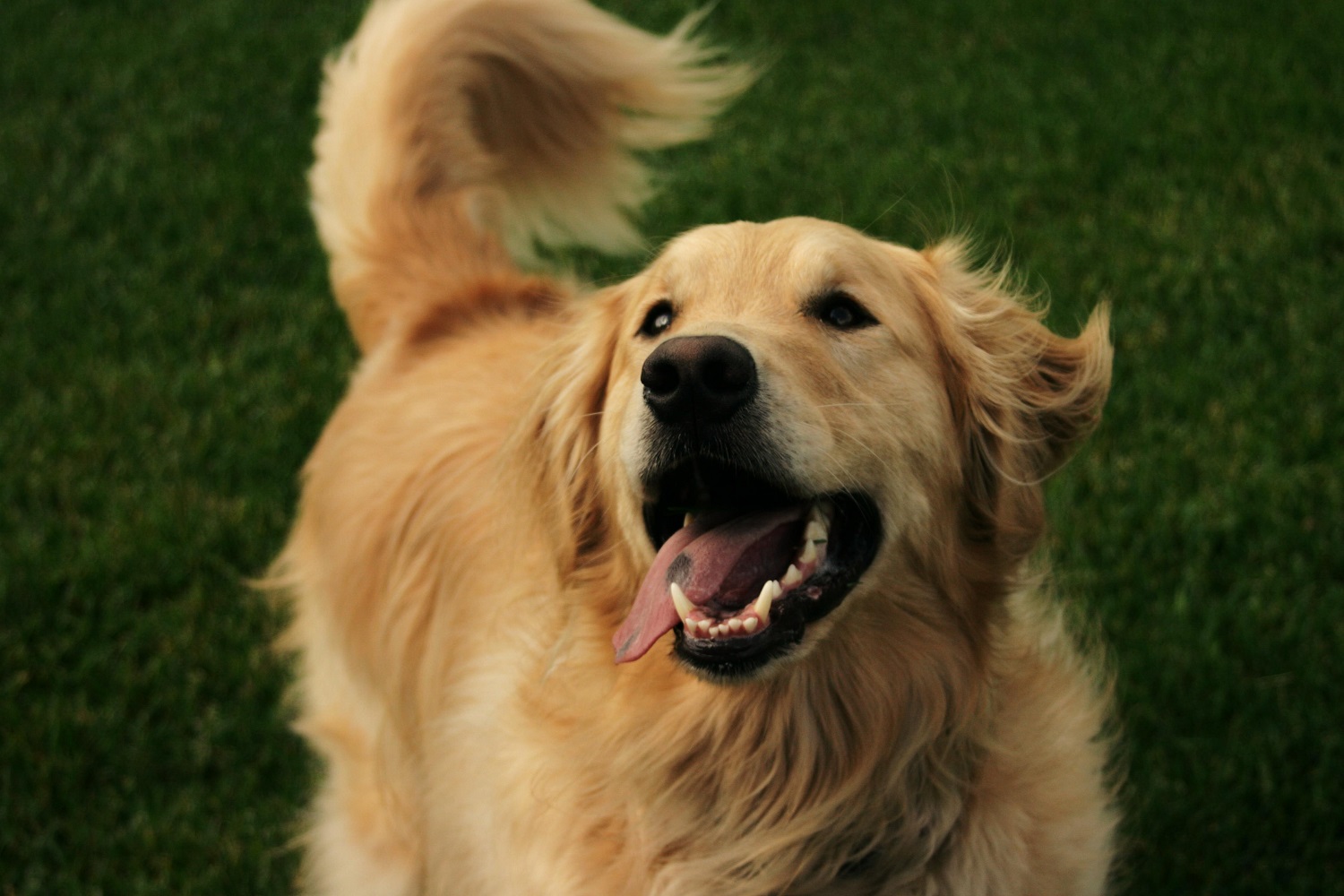 Cuando un perro mueve la cola no siempre significa que está feliz - El  Diario NY