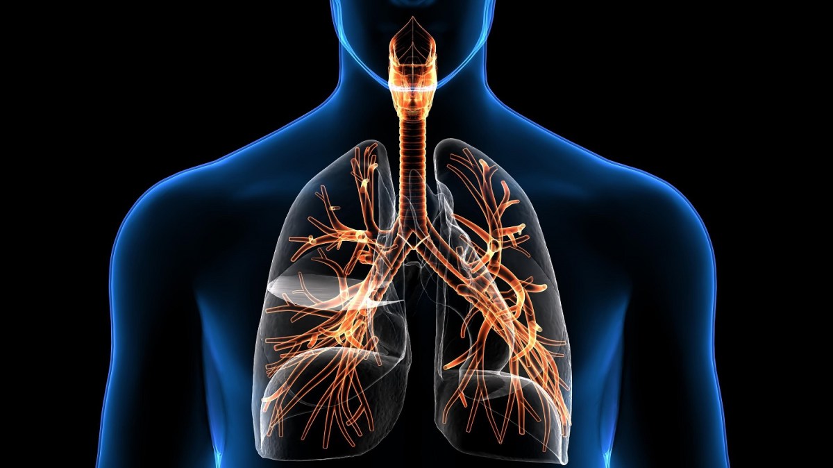 Anatomía de los pulmones Descripción general Sus pulmones son dos órganos  que forman parte de su sistema respiratorio. Ellos, image size:1200x674
