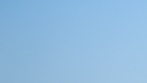 Clonación mascotas