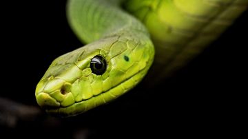 Varias especies de serpientes están en peligro de extinción.