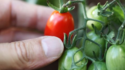 Tomates cherry