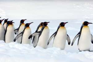 Organización benéfica ofrece empleo en la Antártida contando pingüinos por $2,200 al mes