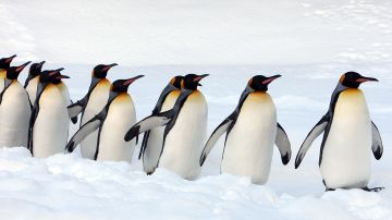 trabajo-conteo-pinguinos