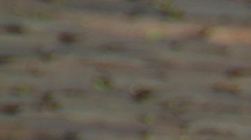 Como parte de una tradición llamada “Subotnik”, los ucranianos recogieron basura en Polonia.