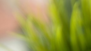 Aplicaciones de entrega de alimentos