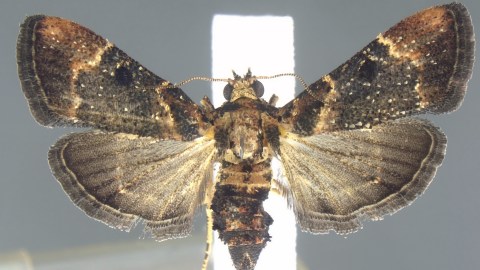 Recientemente se encontró una especie de polilla extremadamente rara.