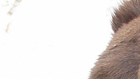 Oso