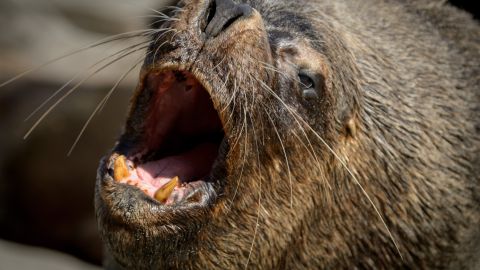 Varios leones marinos se dieron cita en una calle de Chile.