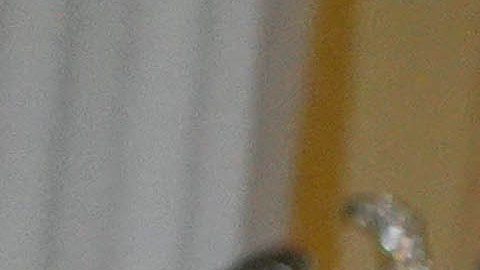Pedro Pierluisi gobernador de Puerto Rico