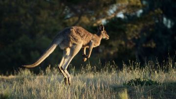 Un canguro persiguió y atacó a un hombre en Nueva Gales del Sur.
