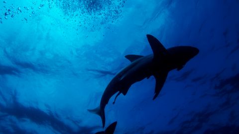 Un tiburón trató de quitarle a un buzo sus peces.