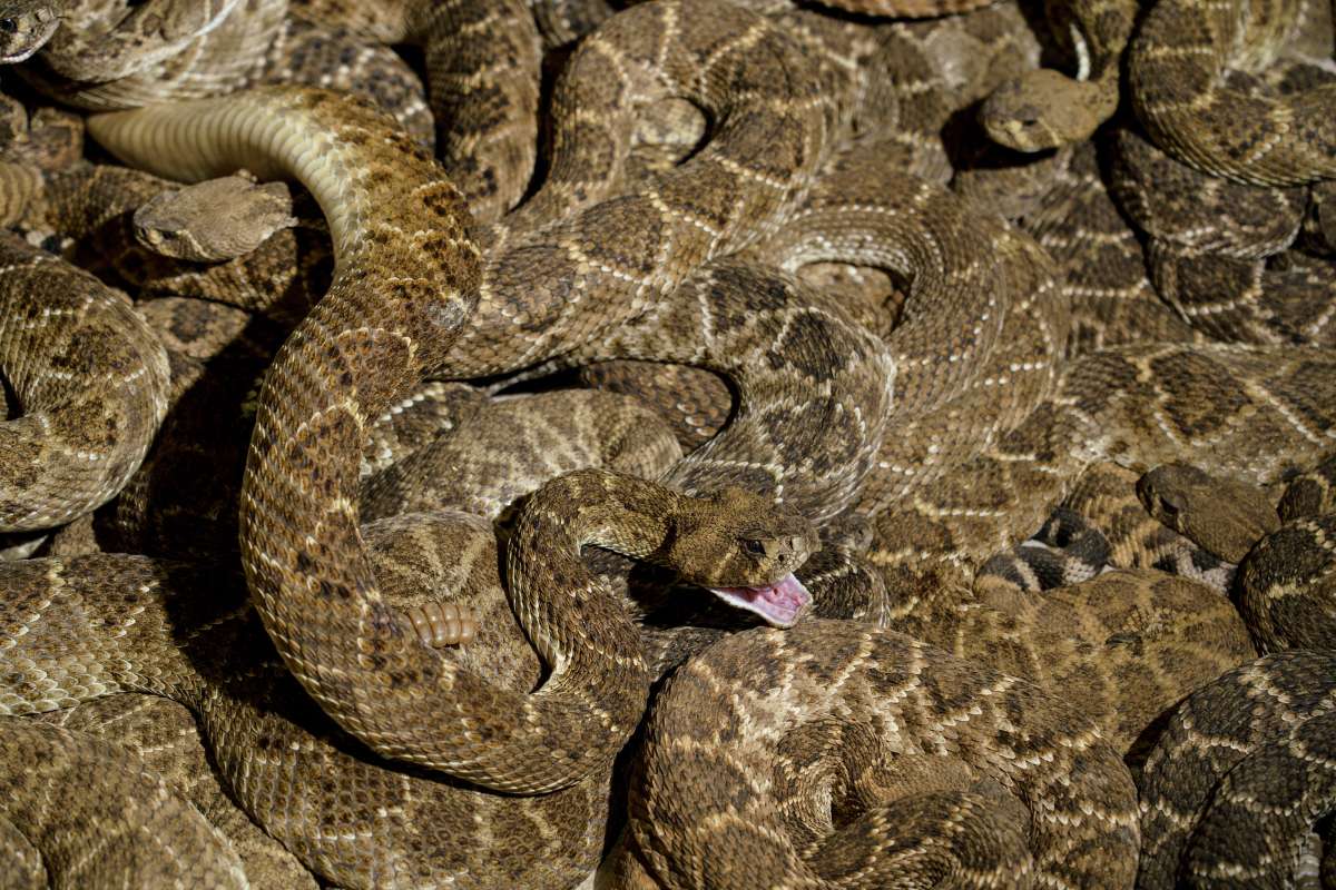 Serpientes cascabeles occidentales "diamondback".