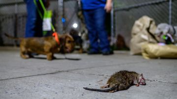 Rata muerta en NYC/Archivo.