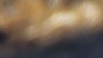 El lince salvaje es una especie de mamífero carnívoro que habita en América del Norte.