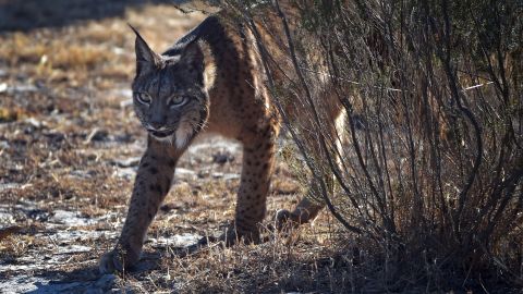 El lince salvaje es una especie de mamífero carnívoro que habita en América del Norte.
