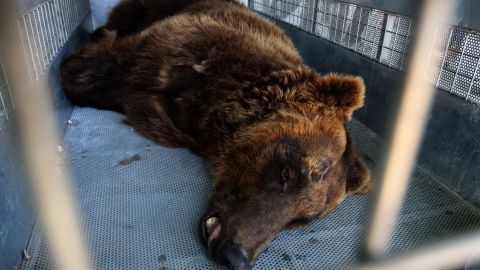El oso ingresó a una casa de Wisconsin.