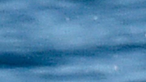 Delfines: mamíferos marinos/Archivo.