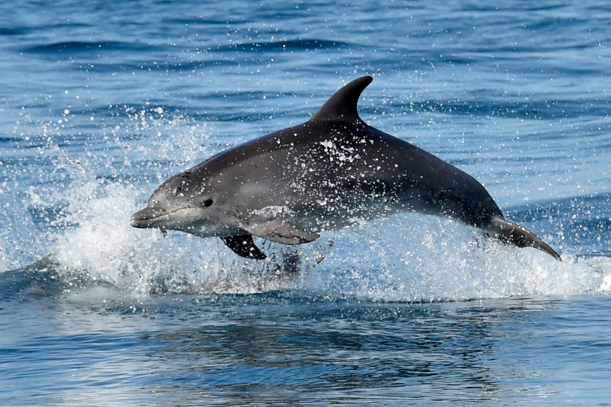 Delfines: mamíferos marinos/Archivo.