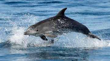Delfines: mamíferos marinos/Archivo.