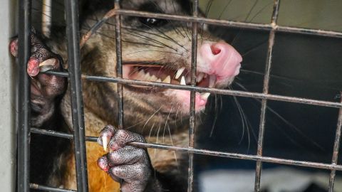 La mujer sacó a la zarigüeya del bar sin titubear.