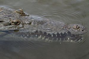 ¿La Patrulla Fronteriza está utilizando cocodrilos para ahuyentar a migrantes en el Río Bravo?