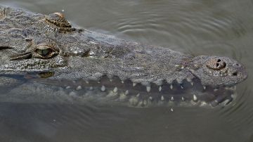 Un enorme cocodrilo fue fotografiado nadando en el Río Bravo.
