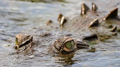 El cocodrilo arrastró al pescador por el río Ladongi.