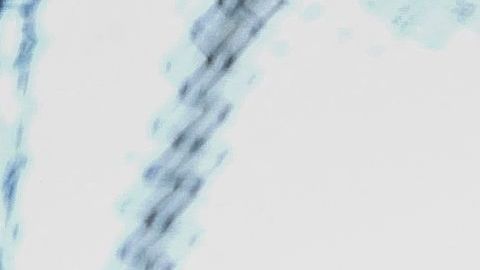 Un hincha del Porto fue asesinado a puñaladas en medio de las celebraciones por el título número 30 de la liga portuguesa.