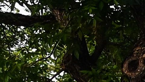 Tiroteo en Uvalde