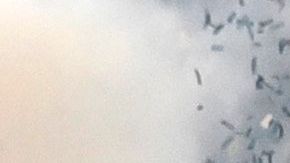 Jugadores del Atlas celebran el bicampeonato de la Liga MX conseguido este domingo al vencer en la eliminatoria 2-3 al Pachuca.