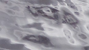 El hombre buscaba un fresbee cuando fue atacado por el caimán.