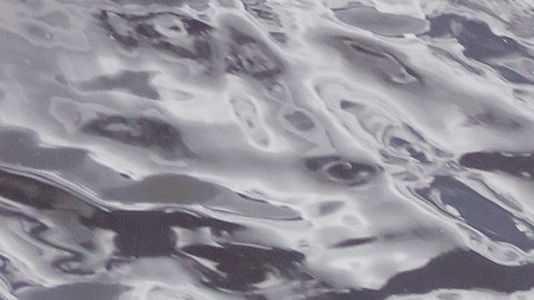 El hombre buscaba un fresbee cuando fue atacado por el caimán.