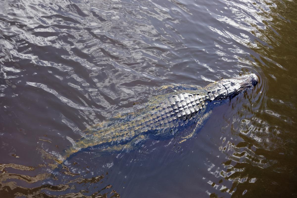 Hombre muere tras ser atacado por un caimán en Florida luego de buscar un  frisbee en un lago - El Diario NY