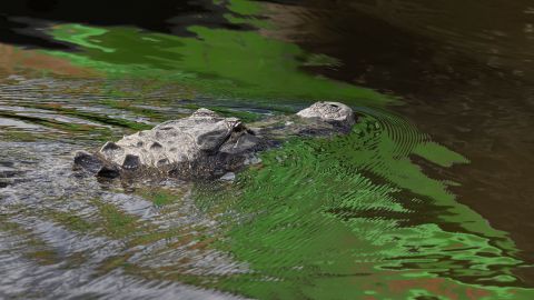 Los policías se dieron cuenta de que las aguas estaban repletas de caimanes.