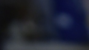 La especie fue nombrada "Proctoporus optimus', en referencia al popular líder Autobot Optimus Prime