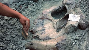 Fueron descubiertos los restos de un ictiosaurio.