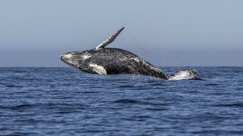 Video: Ballena salta y cae sobre yate con turistas en Sinaloa, México