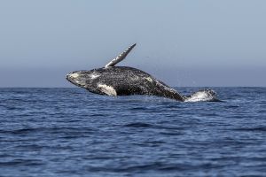 Otra ballena apareció muerta en playa de Nueva York: solicitan al presidente Biden investigación federal por 10 casos recientes en la región