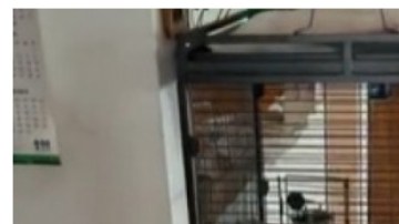 Testigos de Jehová perico (1)