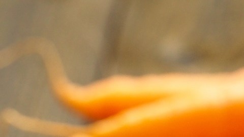 Zanahorias