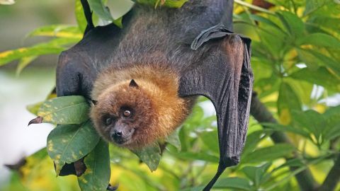 Hembra de murciélago pipistrelle de Nathusius.
