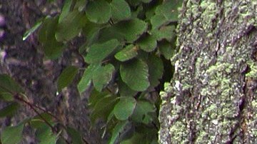 La niña corrió emocionada a "abrazar" al oso negro.