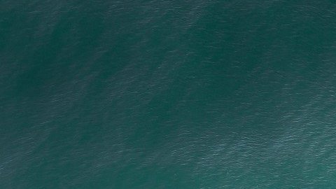 El enorme y antiguo tiburón Megalodon pudo haber sido "superado" por los grandes tiburones blancos.