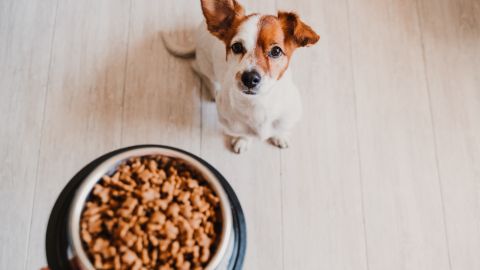 Comida perro