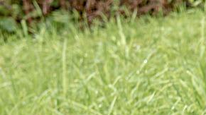 Un hombre exhumó el cuerpo de su madre en la localidad de Noh Bec, Quintana Roo.